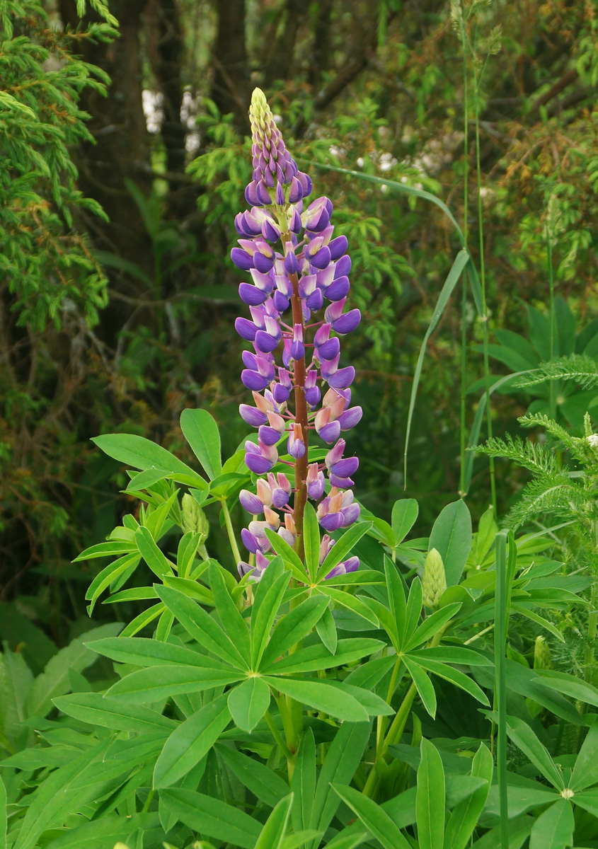 Image of Lupinus &times; regalis specimen.