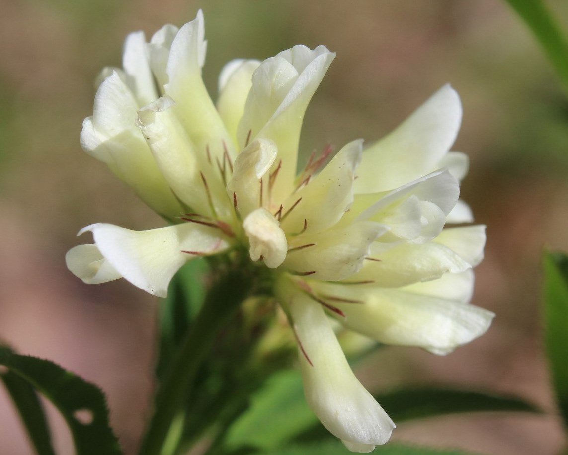 Image of Trifolium spryginii specimen.