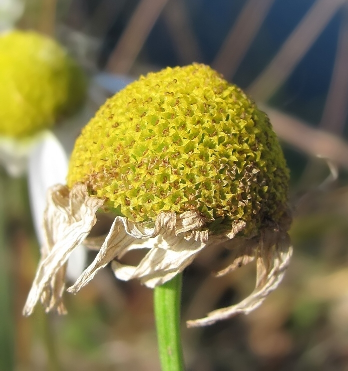 Image of Tripleurospermum inodorum specimen.