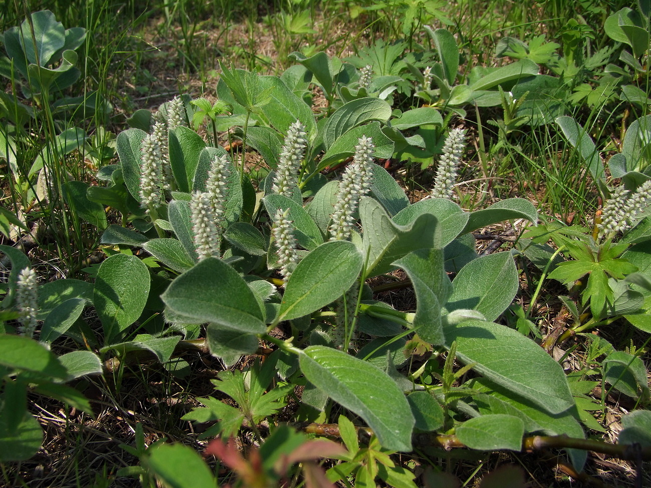 Image of Salix crassijulis specimen.