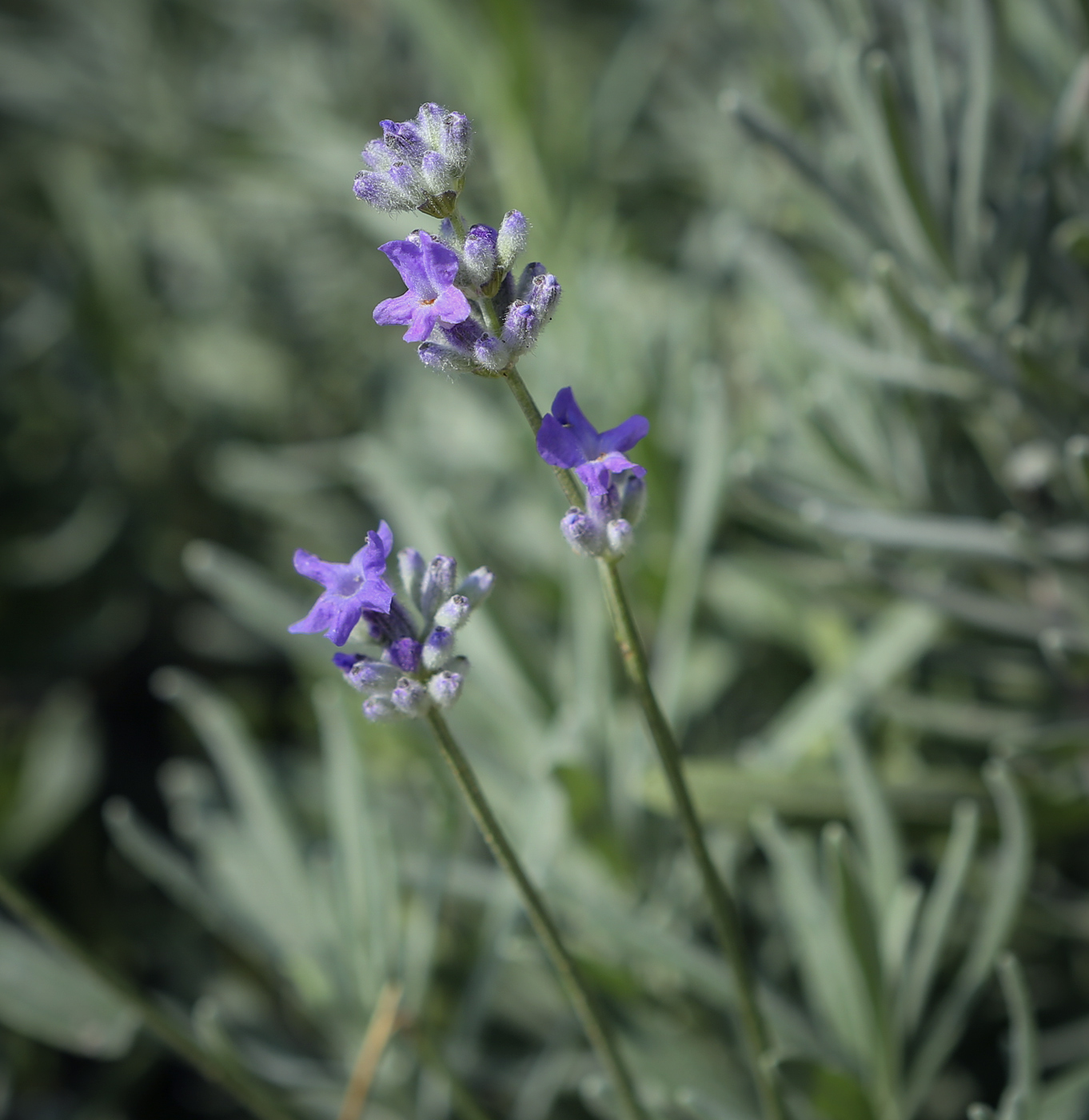 Image of Lavandula angustifolia specimen.