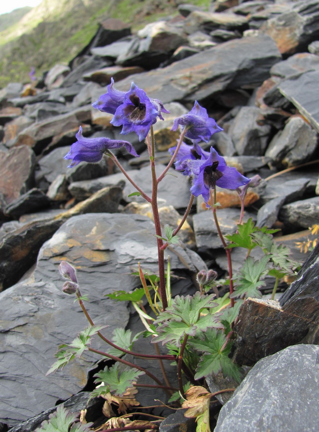 Image of Delphinium caucasicum specimen.