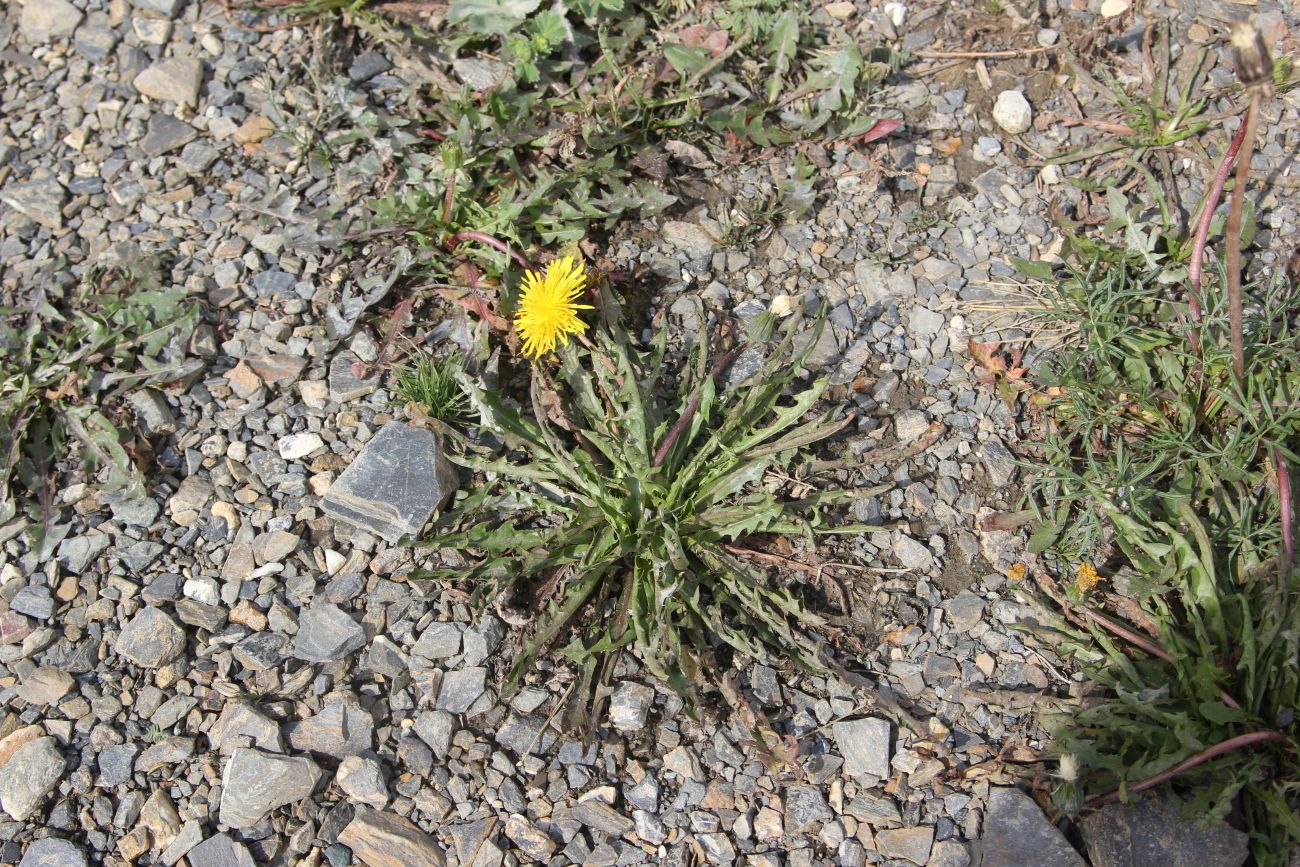 Image of genus Taraxacum specimen.