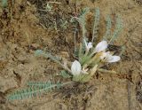 Astragalus dolichophyllus. Цветущее растение на песке. Калмыкия, Черноземельский район. 24.04.2010.