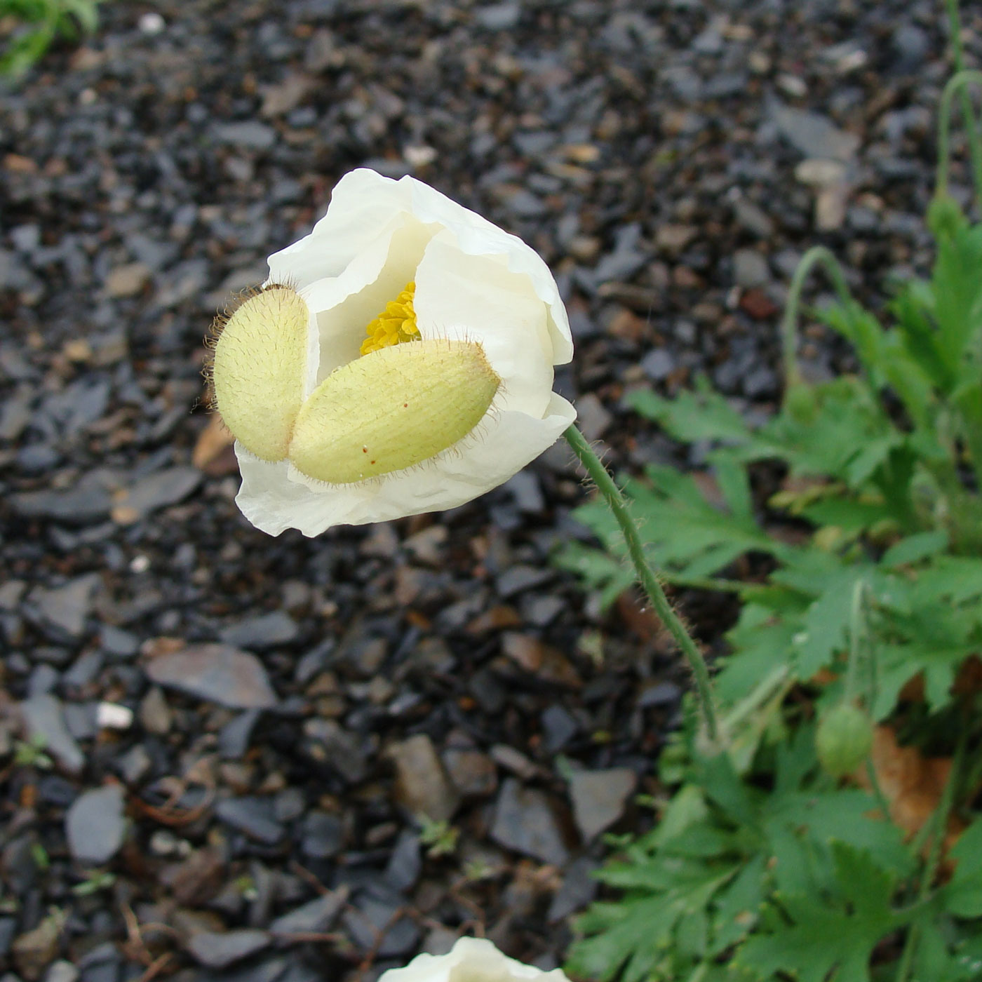 Image of Papaver amurense specimen.