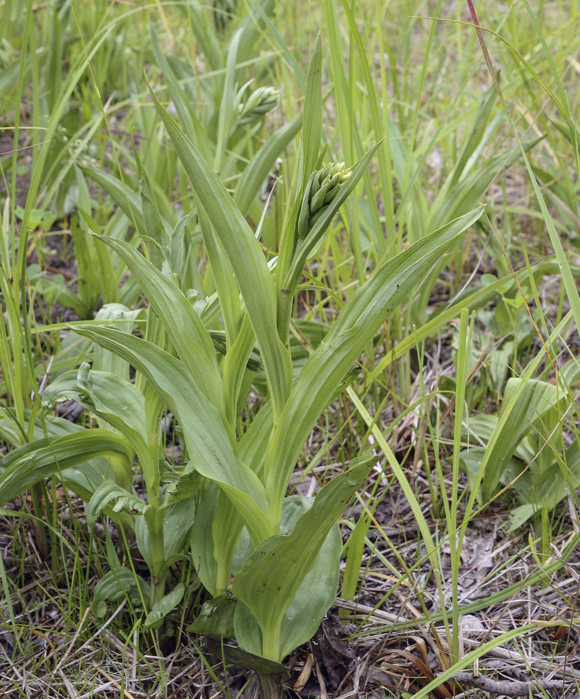 Изображение особи Epipactis palustris.