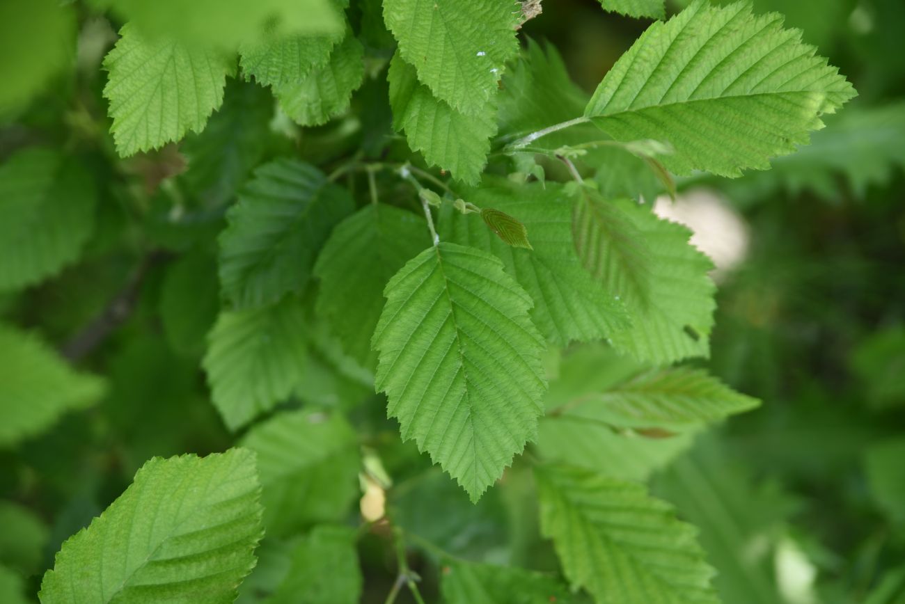 Image of Alnus incana specimen.