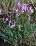 Astragalus macropus