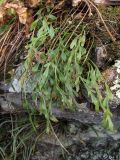 Asplenium &times; alternifolium