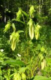 Campanula punctata. Верхняя часть растения с бутонами. Хабаровский край, окр. г. Комсомольск-на-Амуре, край разнотравного луга. 01.07.2022.