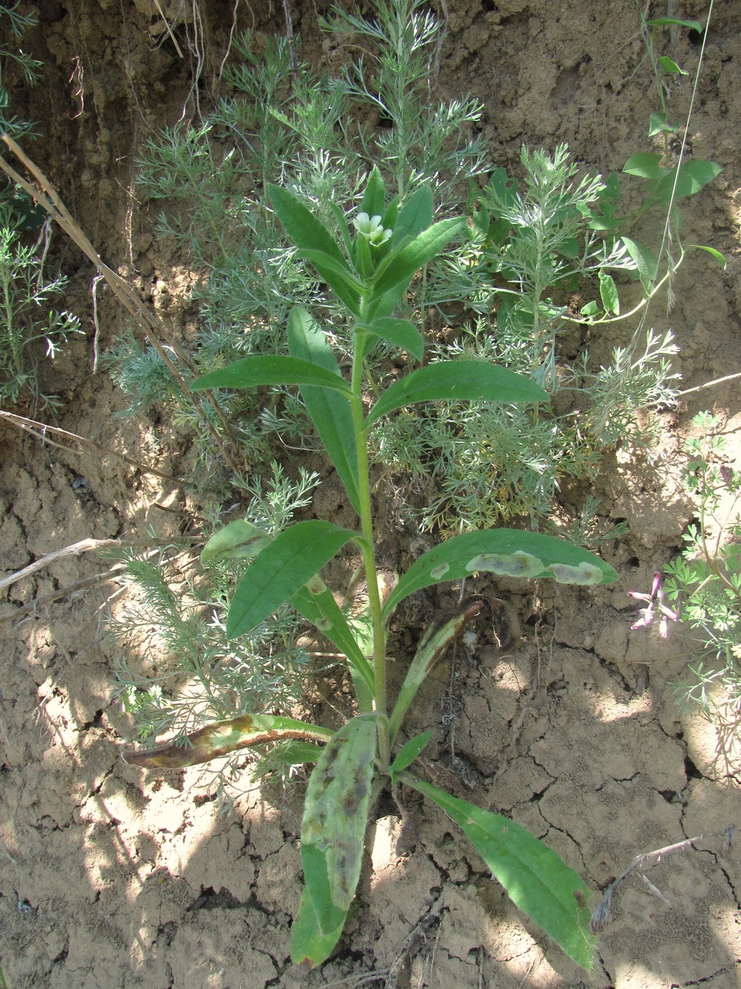 Изображение особи Nonea lutea.