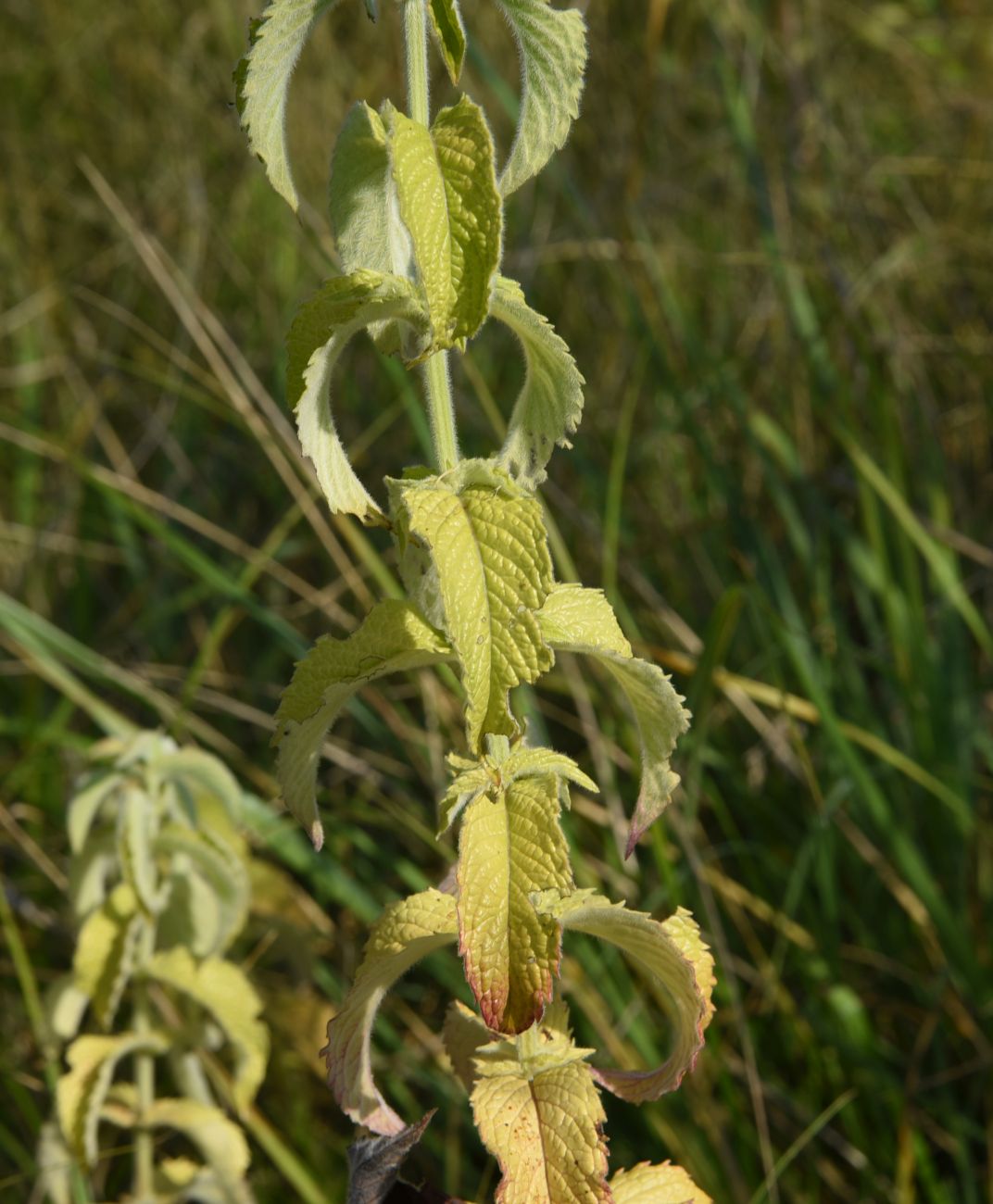 Image of Mentha longifolia specimen.