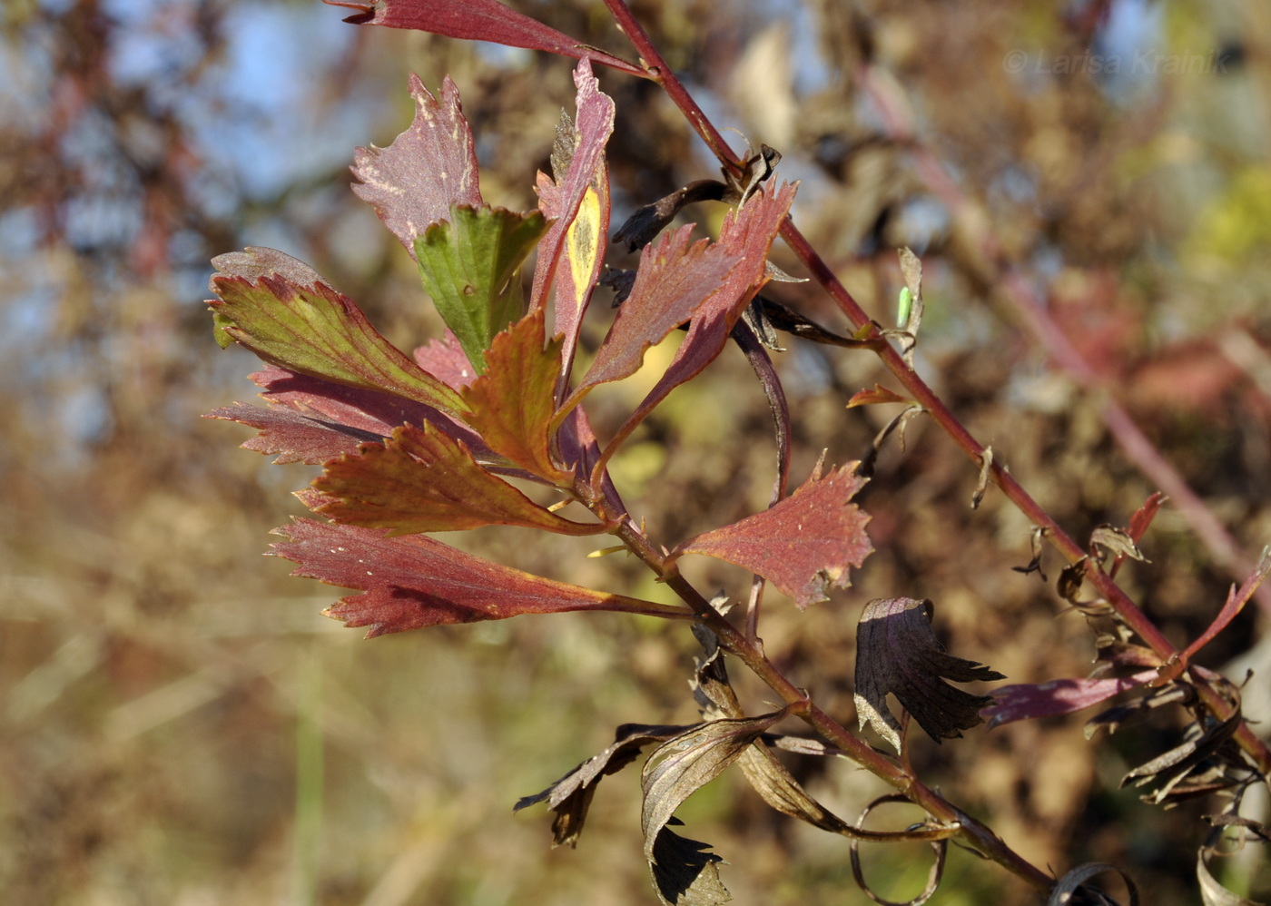 Image of Artemisia japonica specimen.