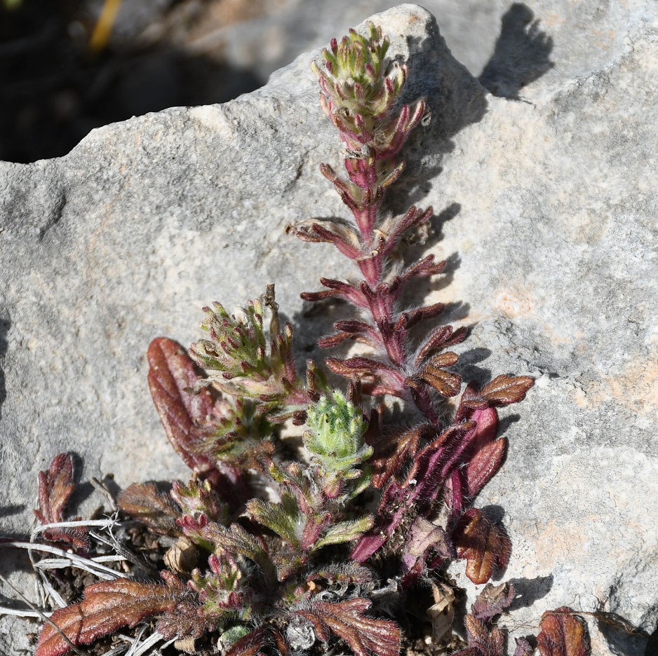 Image of genus Ajuga specimen.