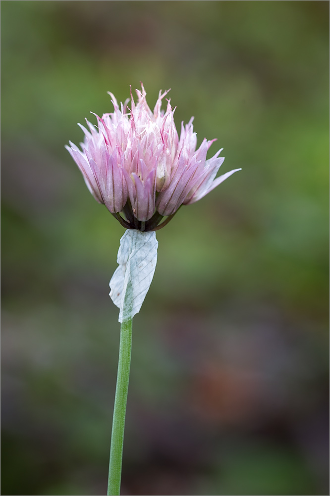 Изображение особи Allium schoenoprasum.