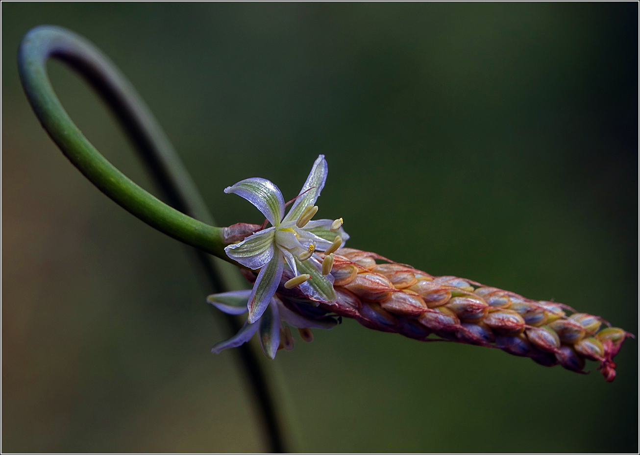 Изображение особи род Ornithogalum.