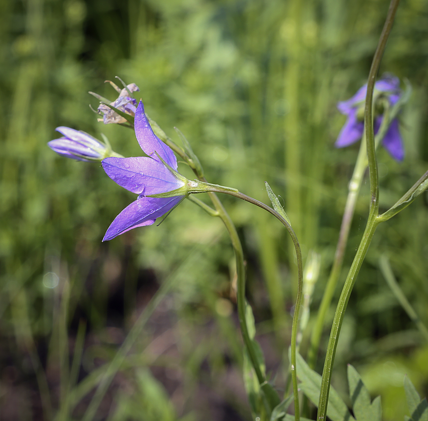 Изображение особи Campanula wolgensis.