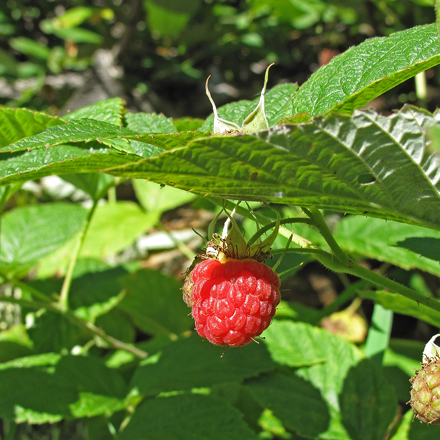 Image of Rubus idaeus specimen.