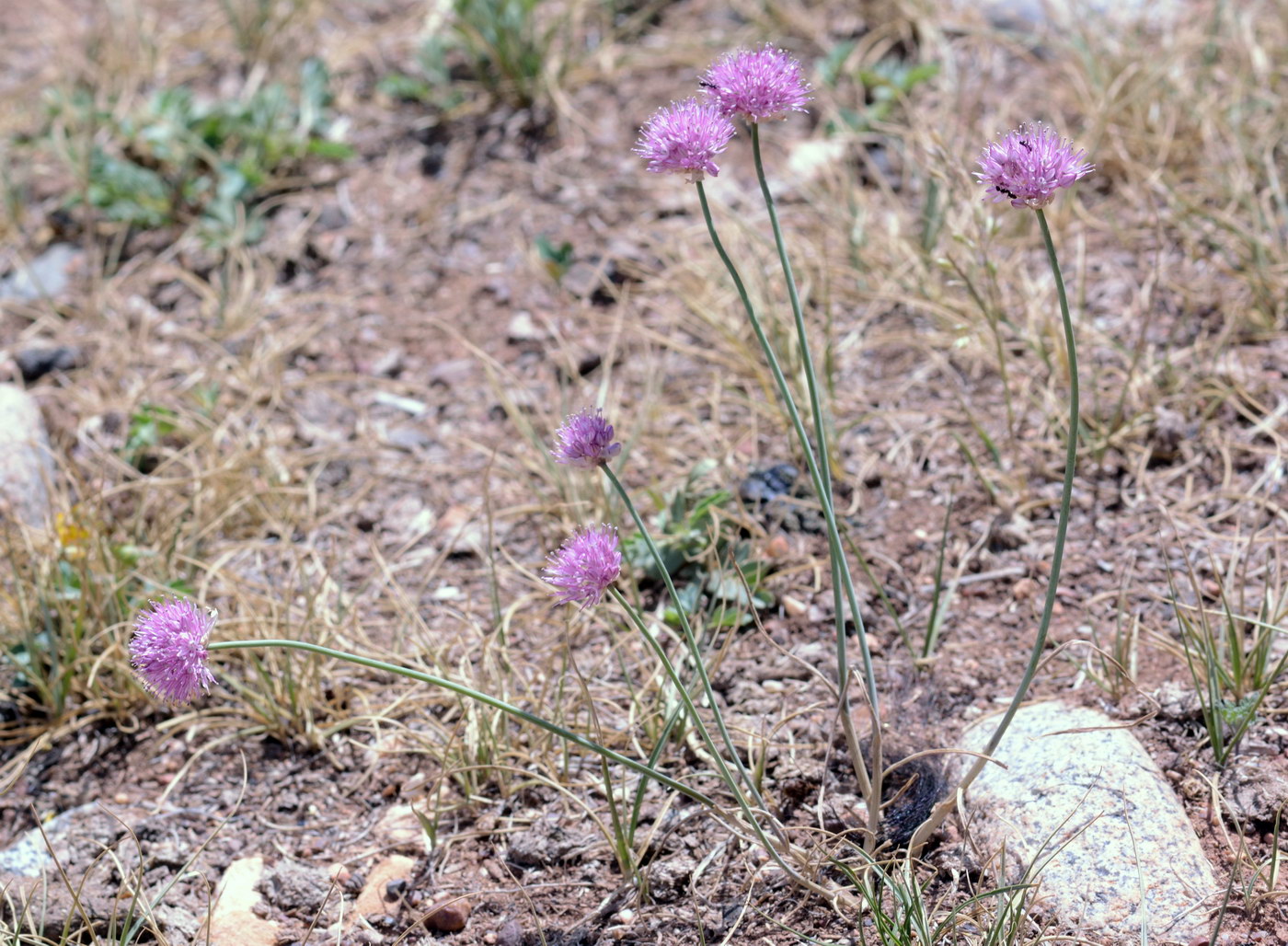 Image of Allium caricifolium specimen.