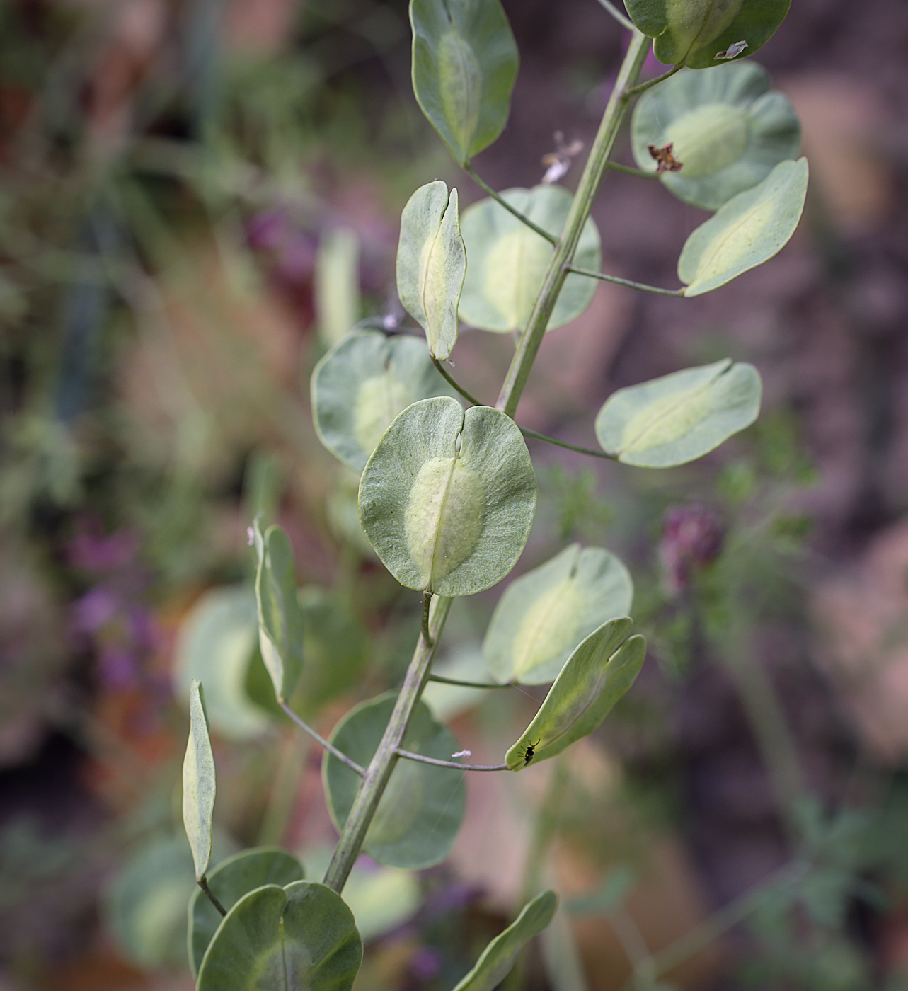 Image of Thlaspi arvense specimen.