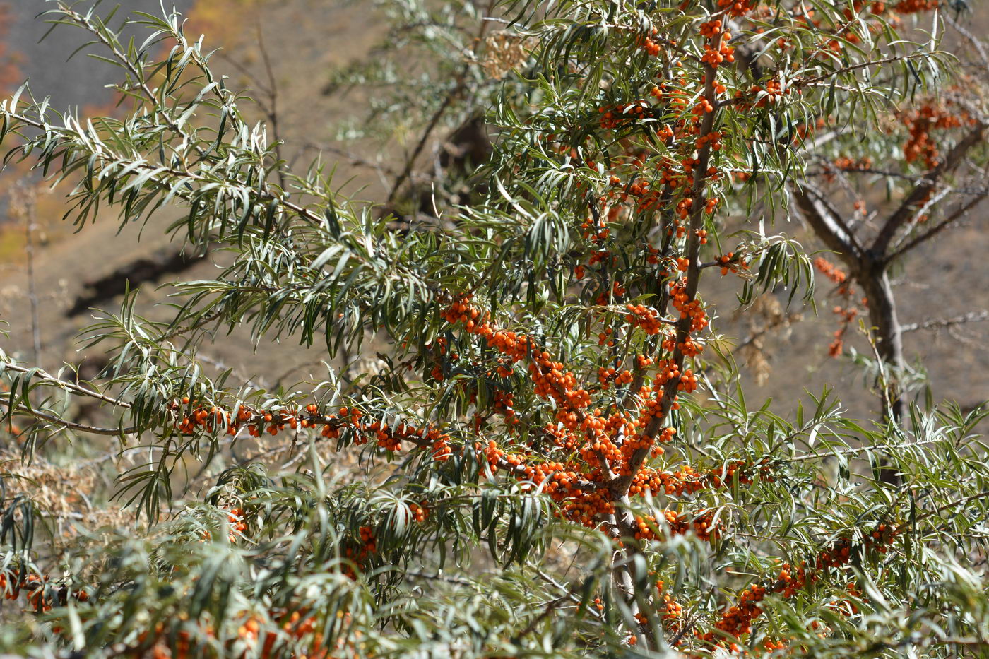 Image of Hippophae rhamnoides specimen.