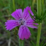 Dianthus deltoides. Цветок. Карелия, г. Сортавала, парк \"Ваккосалми\", залуженная вершина холма. 15.06.2023.