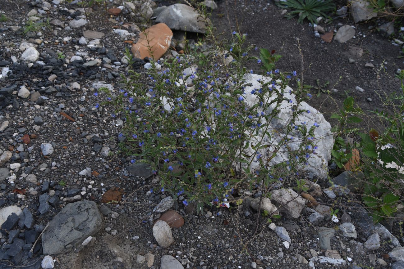 Image of Echium vulgare specimen.