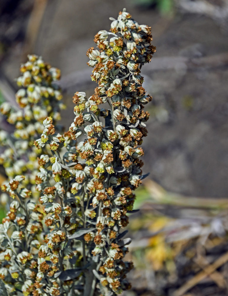 Изображение особи Artemisia stelleriana.