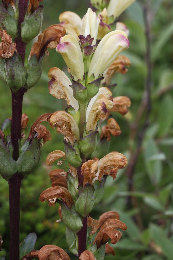 Image of Pedicularis sceptrum-carolinum specimen.