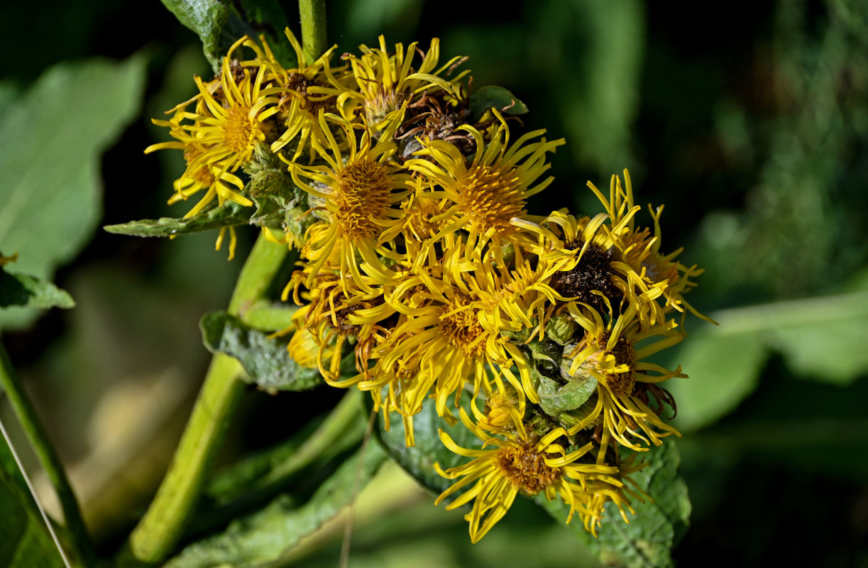 Изображение особи Inula macrophylla.