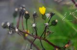 Picris japonica. Соцветие и соплодия. Курильские о-ва, о-в Кунашир, бухта Головнина, песчаный пляж. 18.08.2022.