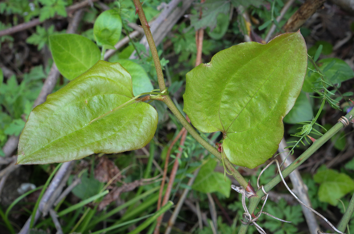 Image of Smilax excelsa specimen.