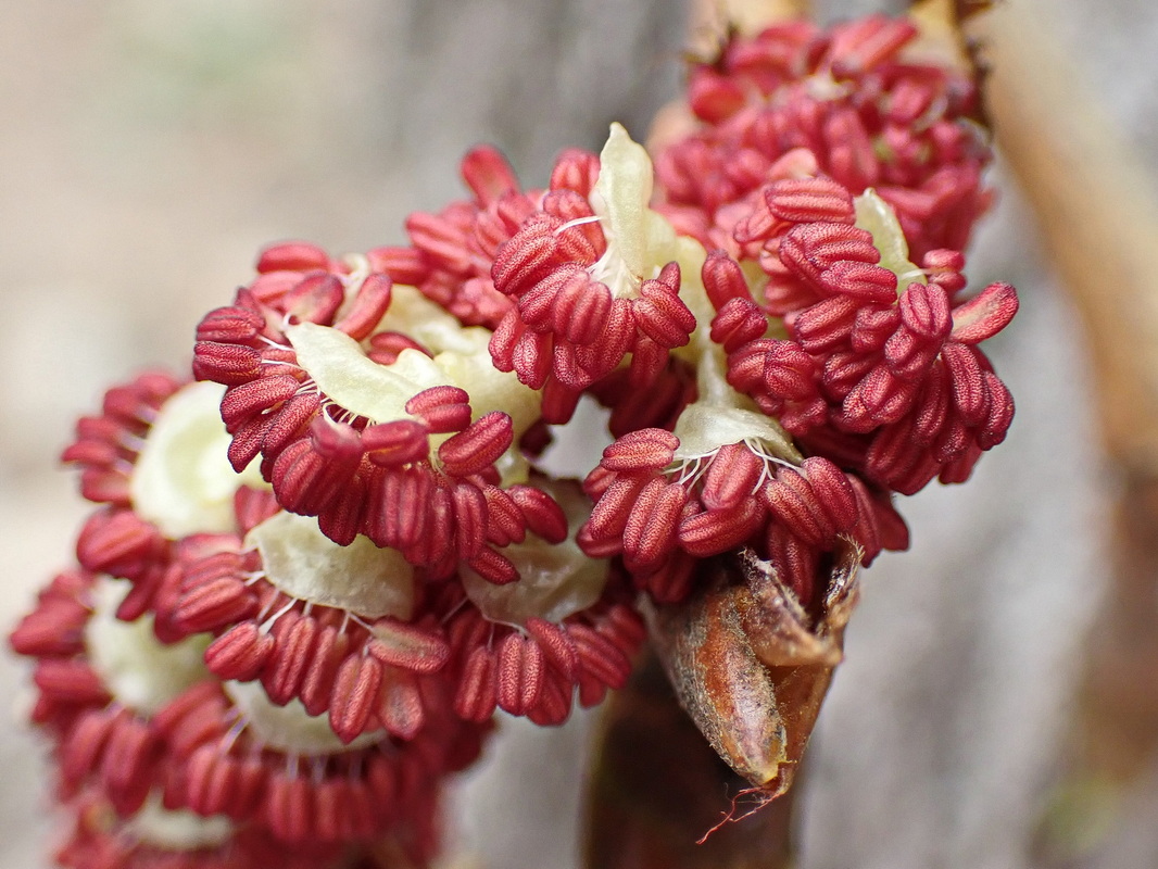 Изображение особи Populus suaveolens.