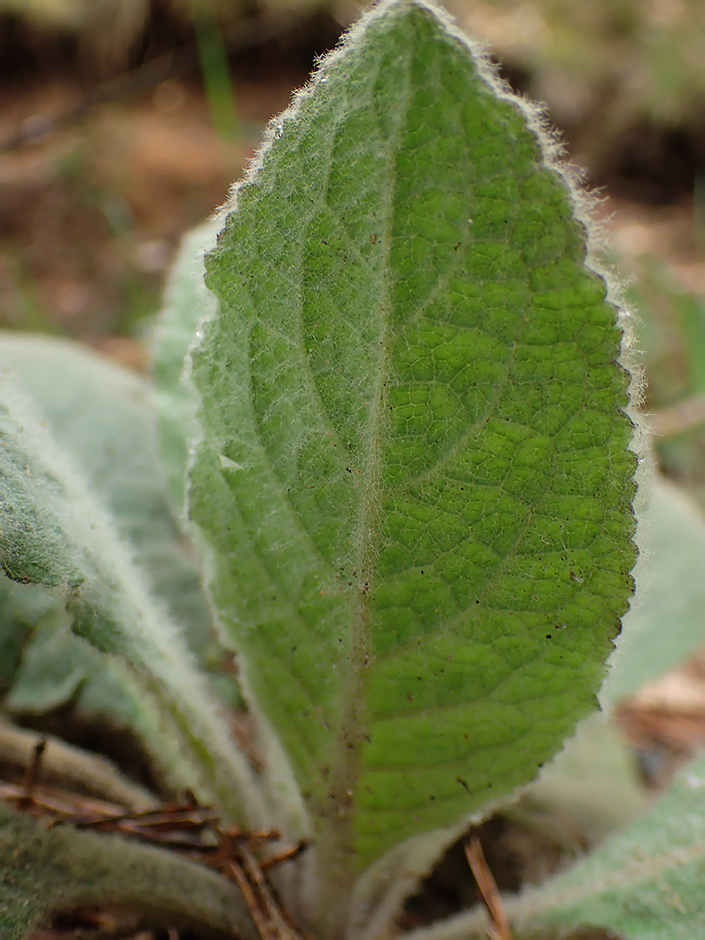 Изображение особи Verbascum thapsus.