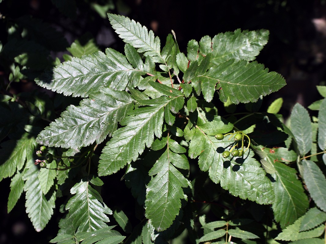 Image of Sorbus × thuringiaca specimen.