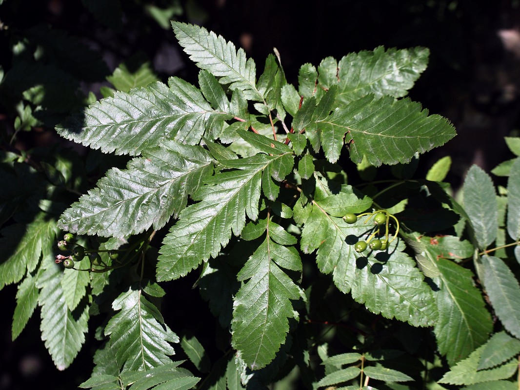 Image of Sorbus &times; thuringiaca specimen.