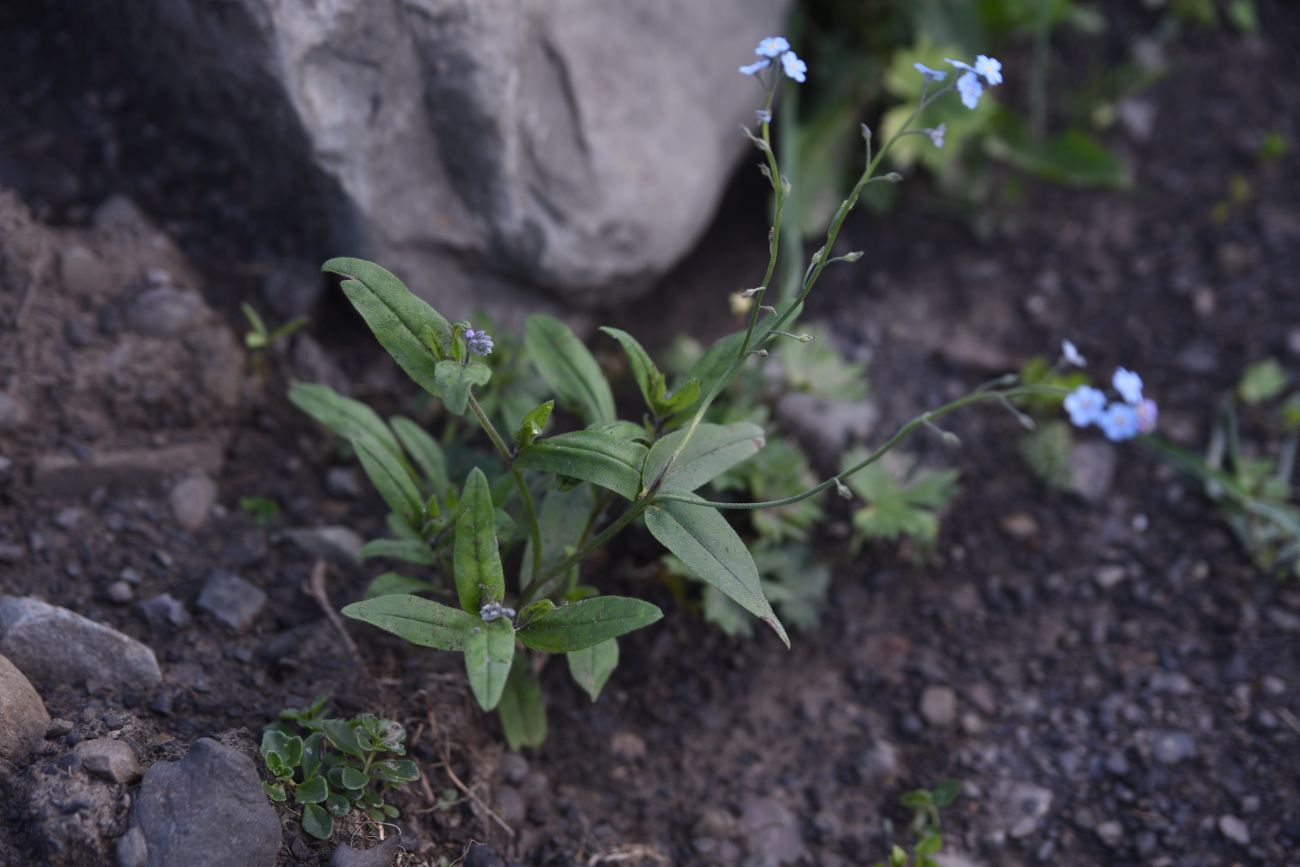 Изображение особи род Myosotis.