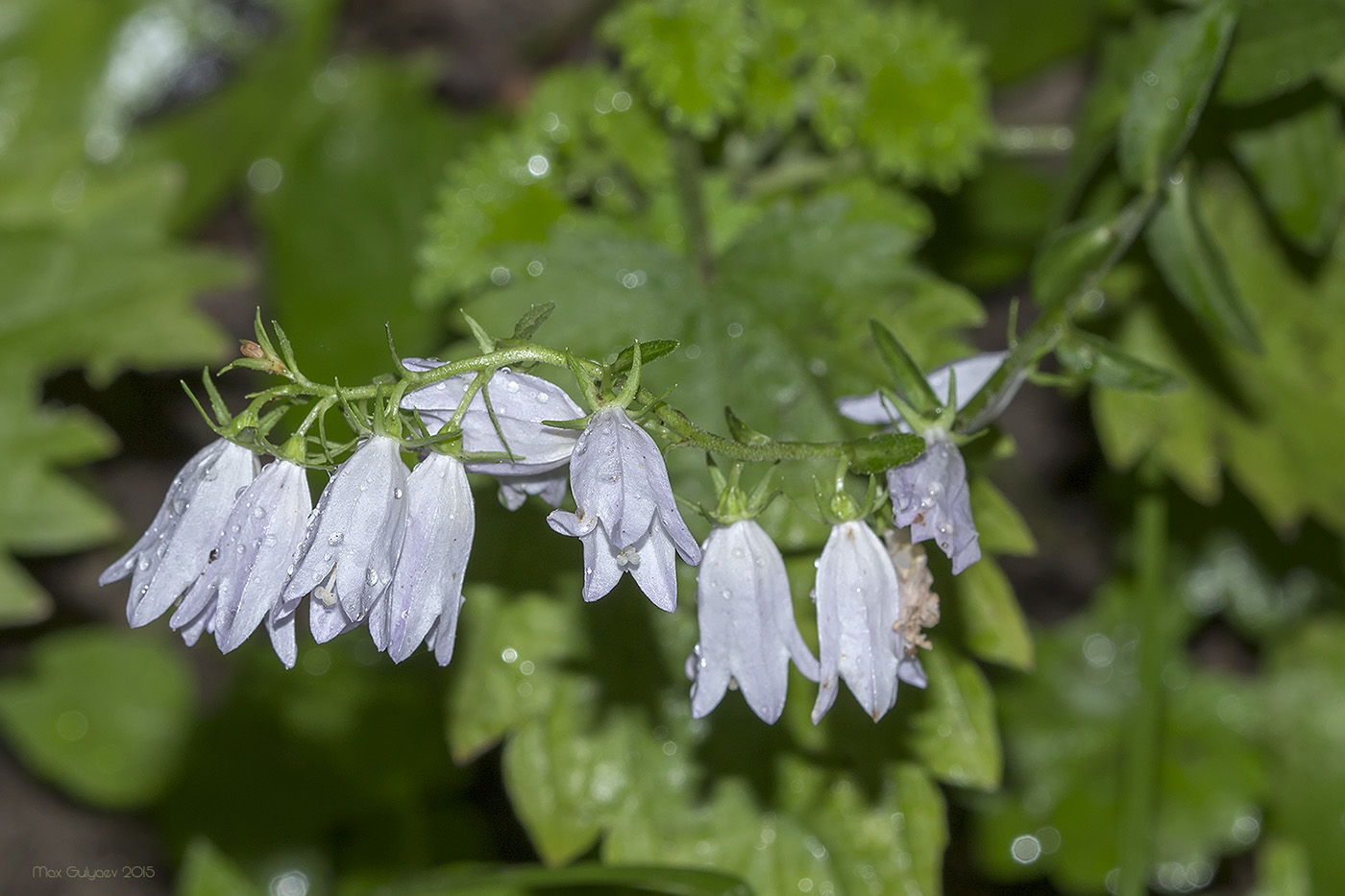 Image of genus Campanula specimen.