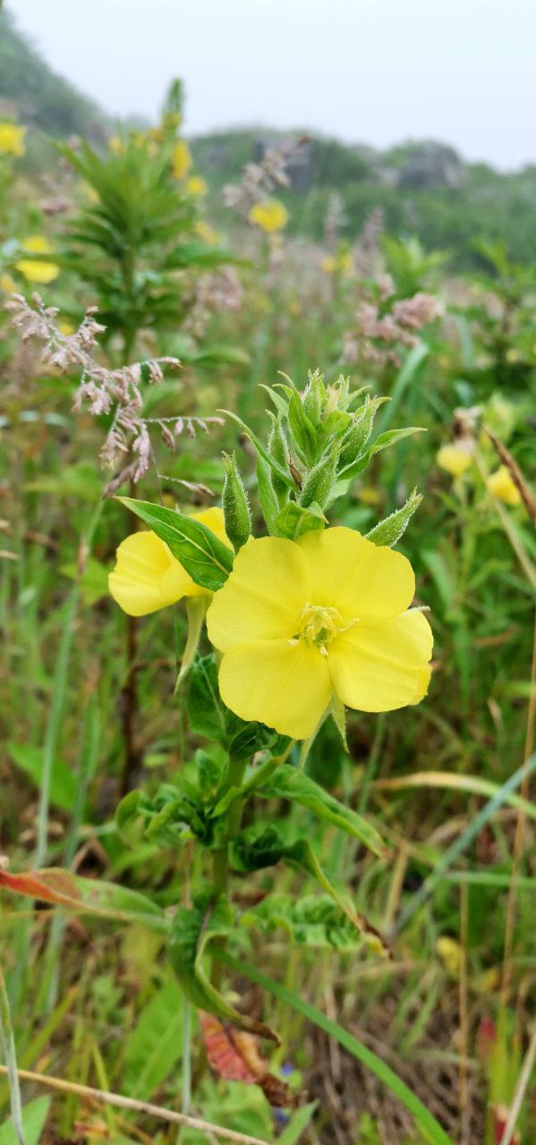 Изображение особи Oenothera biennis.