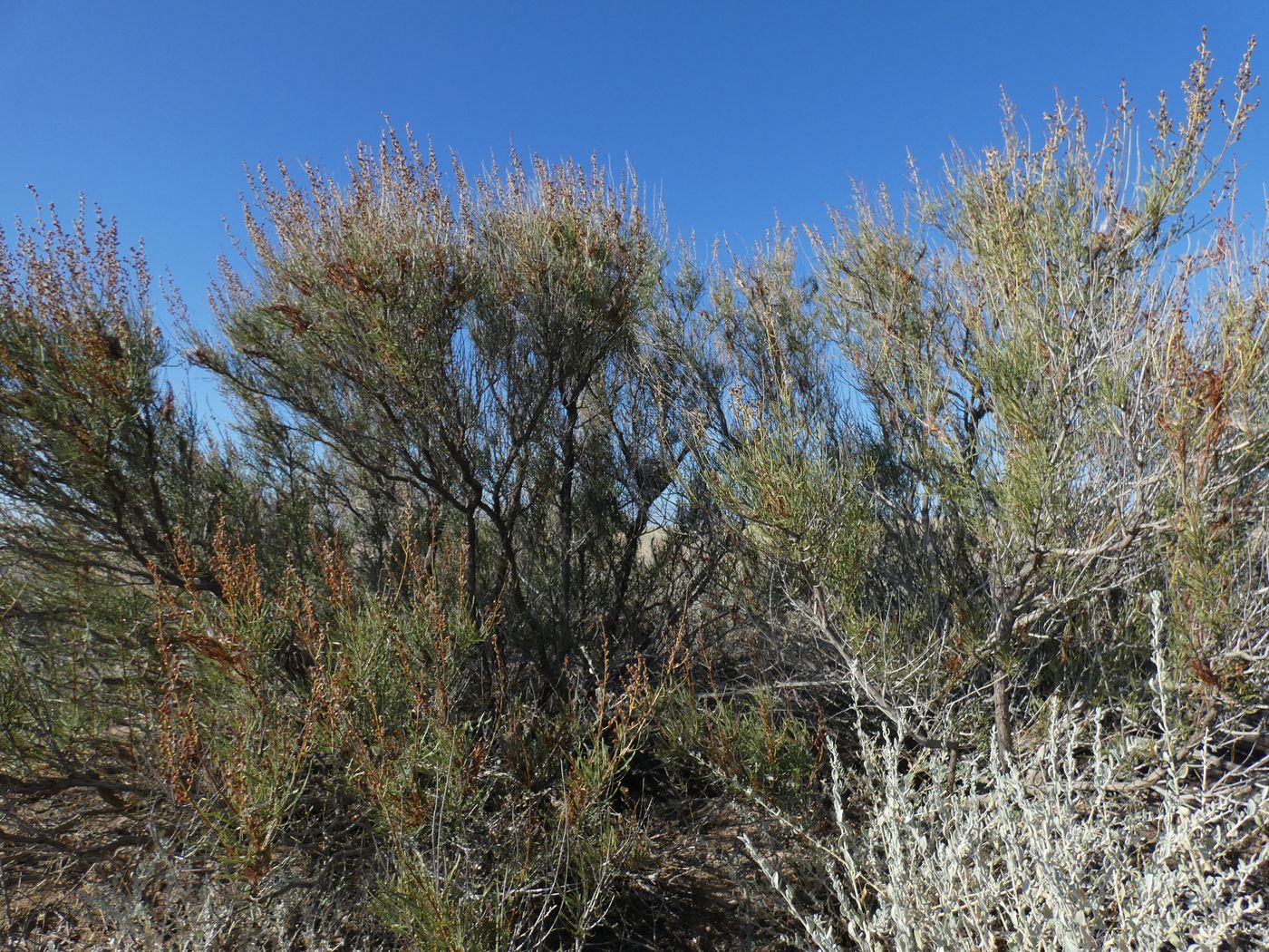 Image of Spiraeanthus schrenkianus specimen.