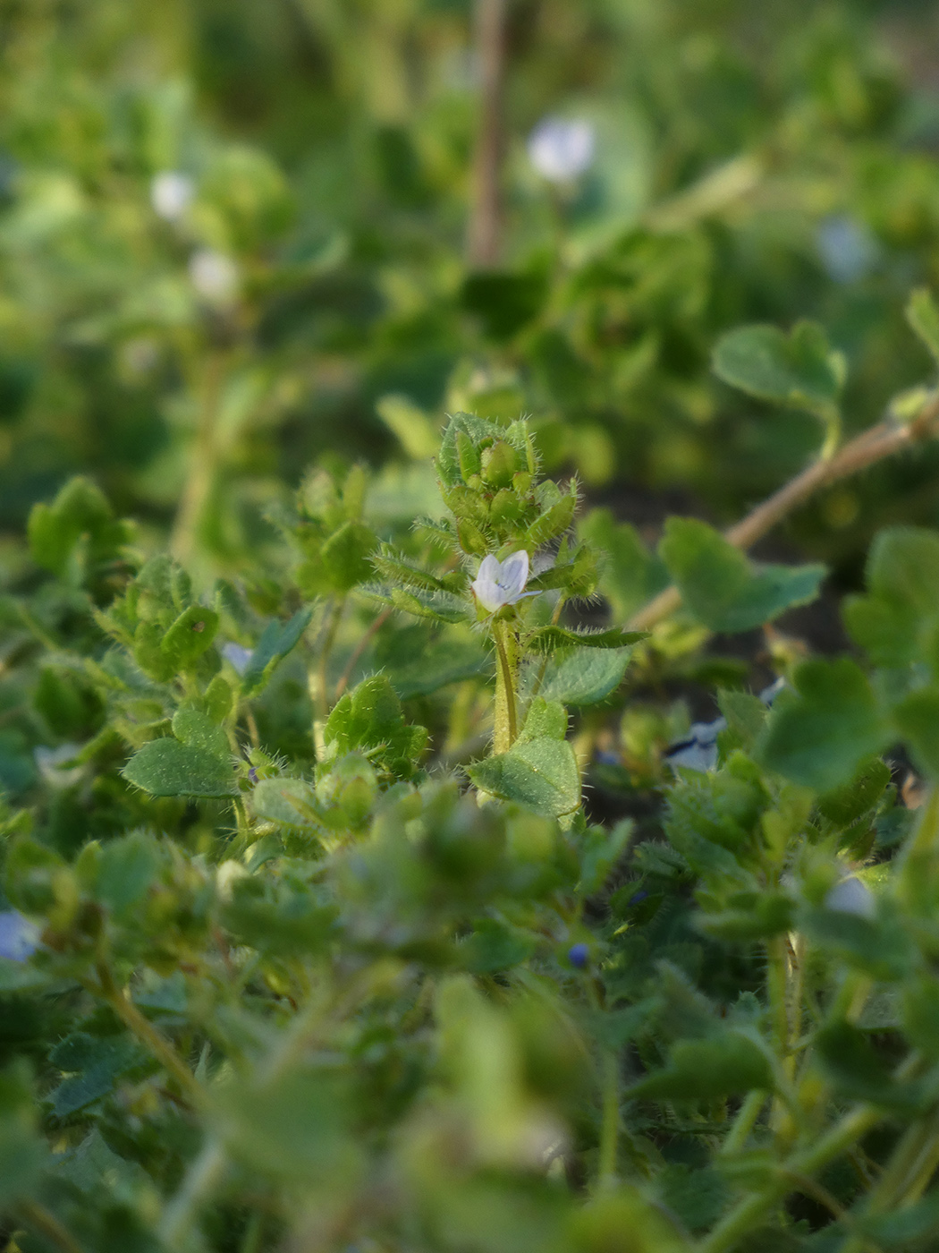 Изображение особи Veronica hederifolia.