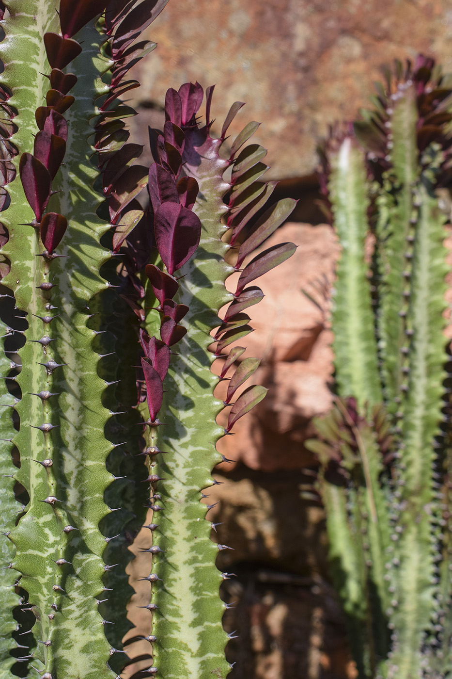 Image of Euphorbia trigona specimen.