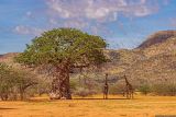 род Adansonia