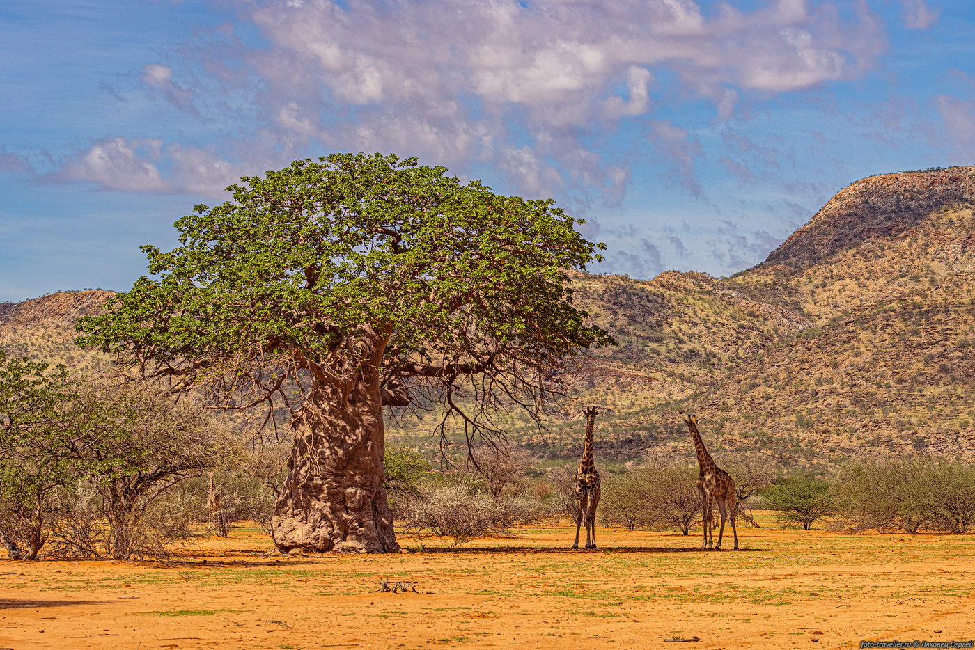 Изображение особи род Adansonia.