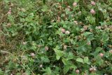 Trifolium hybridum