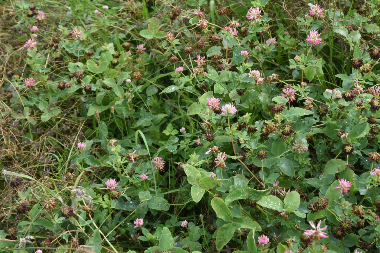 Изображение особи род Trifolium.