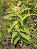 Gentiana cruciata