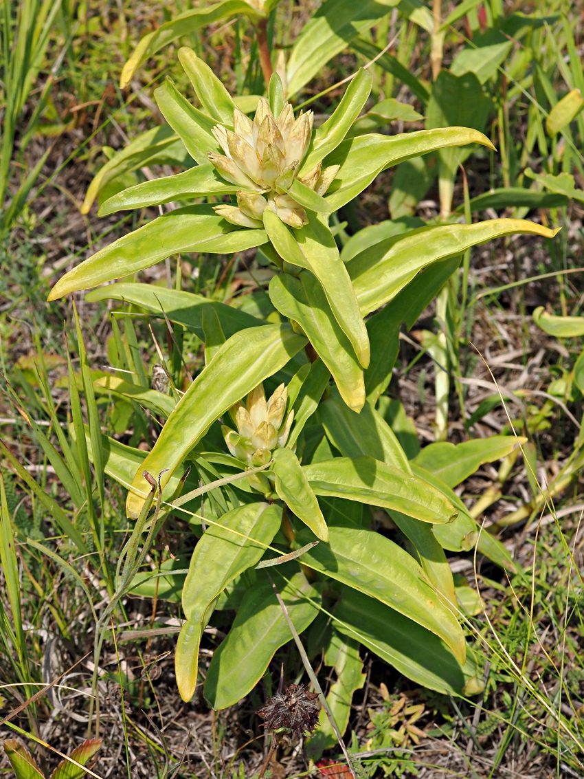 Image of Gentiana cruciata specimen.