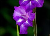 Gladiolus × gandavensis. Цветок. Московская обл., Раменский р-н, окр. дер. Хрипань, садовый участок. 06.09.2024.