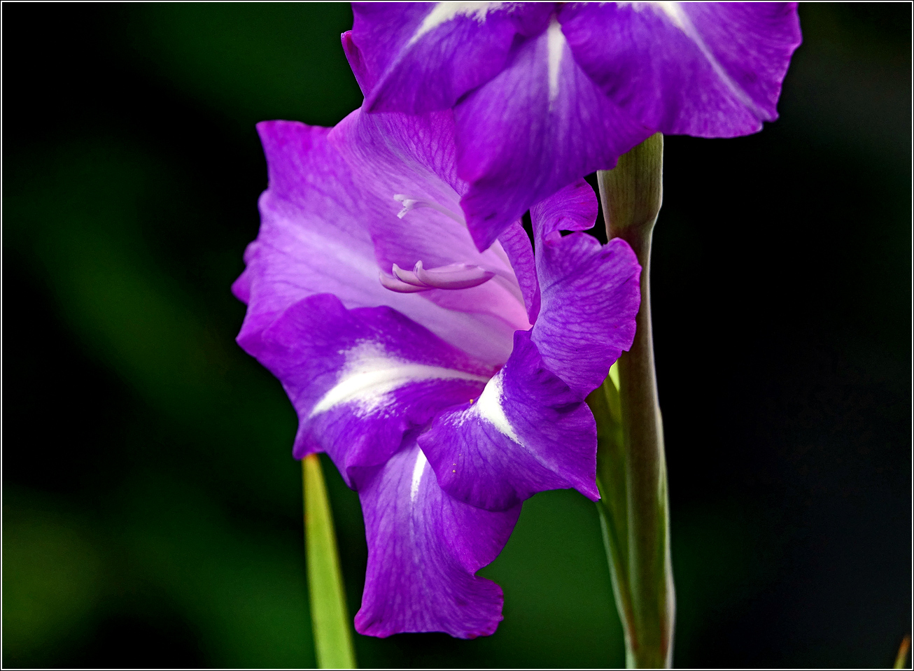 Изображение особи Gladiolus &times; gandavensis.